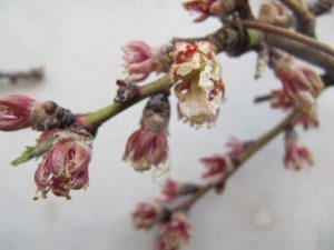 سقط شکوفه های بادام در اثر سرما