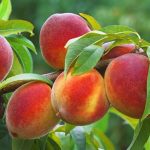 برنامه کودی درختان میوه در باغداری پر بازده