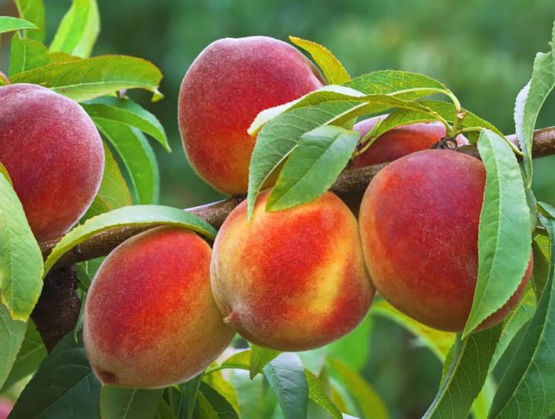 برنامه کودی درختان میوه در باغداری پر بازده