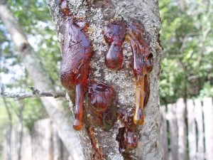 روش های نوین برای مبارزه و درمان بیماری شانکر باکتریایی درختان میوه