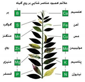 کمبود عناصر مختلف در گیاهان