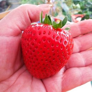 افزایش اندازه میوه توت فرنگی با مصرف به موقع پتاسیم روی گیاه