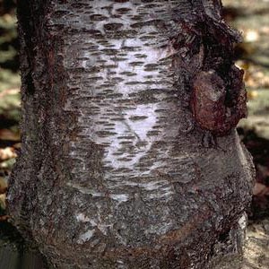 بیماری های درخت هلو - بیماری گال طوقه