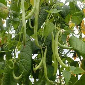 لوبیا سبز رشد یافته در شرایط مساعد اقلیمی و محیطی