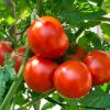 اصول کاشت گوجه فرنگی