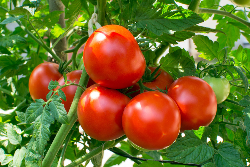 اصول کاشت گوجه فرنگی