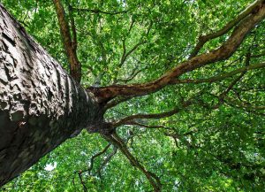 کود مخصوص رشد سریع درخت چیست؟
