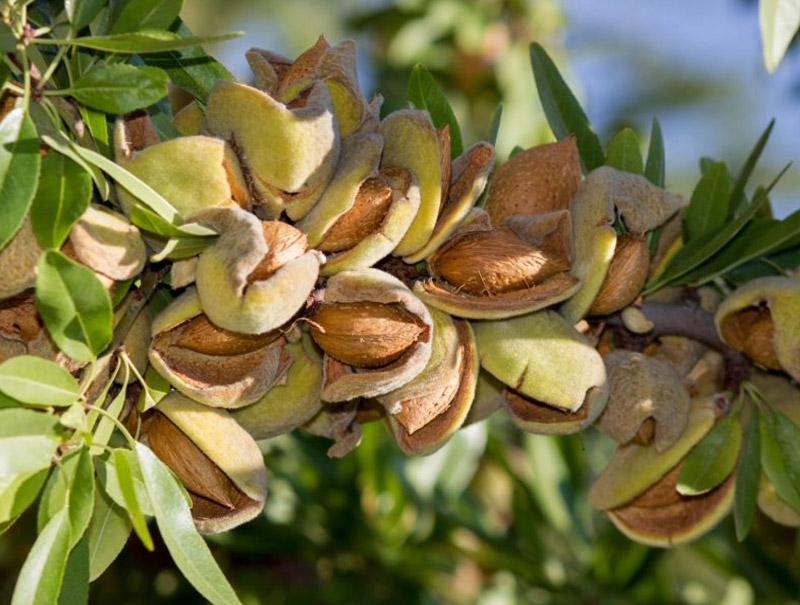 کود مخصوص بادام چیست