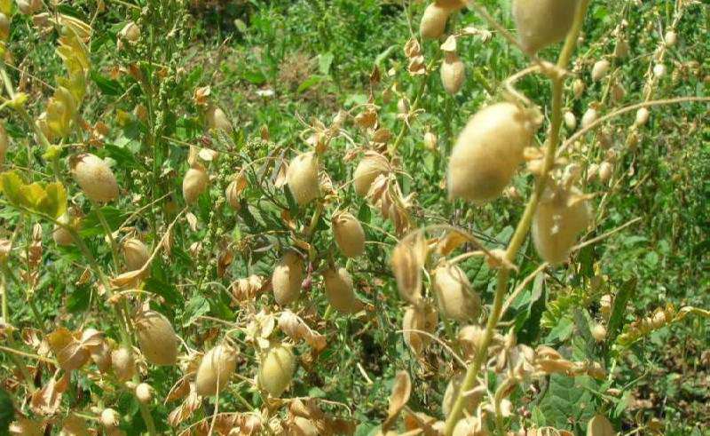 راهنمای کاشت نخود