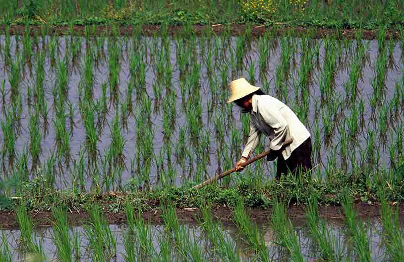 خاک مناسب برای کاشت برنج