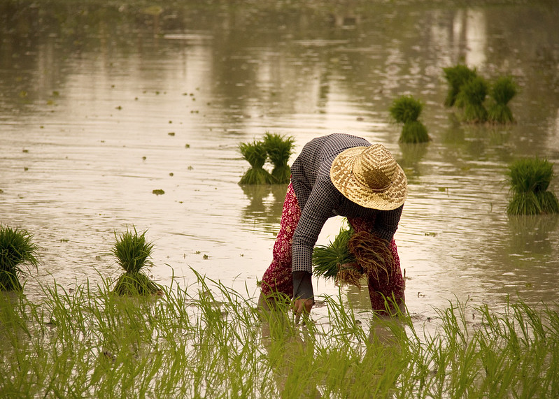 آموزش کاشت برنج