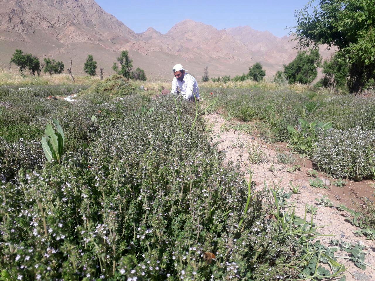 کاشت آویشن