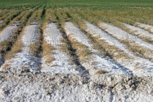 اصلاح خاک شور با هیومیک اسید