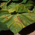 درمان مسمومیت گیاه با ازت