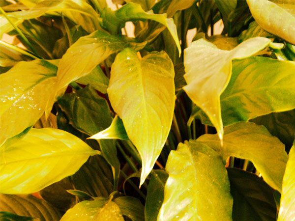 علت زرد شدن نوک برگ گیاهان چیست