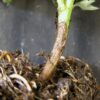 درمان پوسیدگی ریشه گیاه