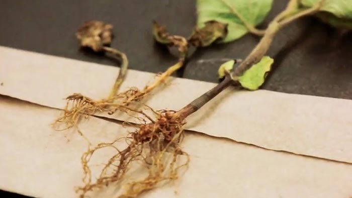 درمان پوسیدگی ریشه گیاه