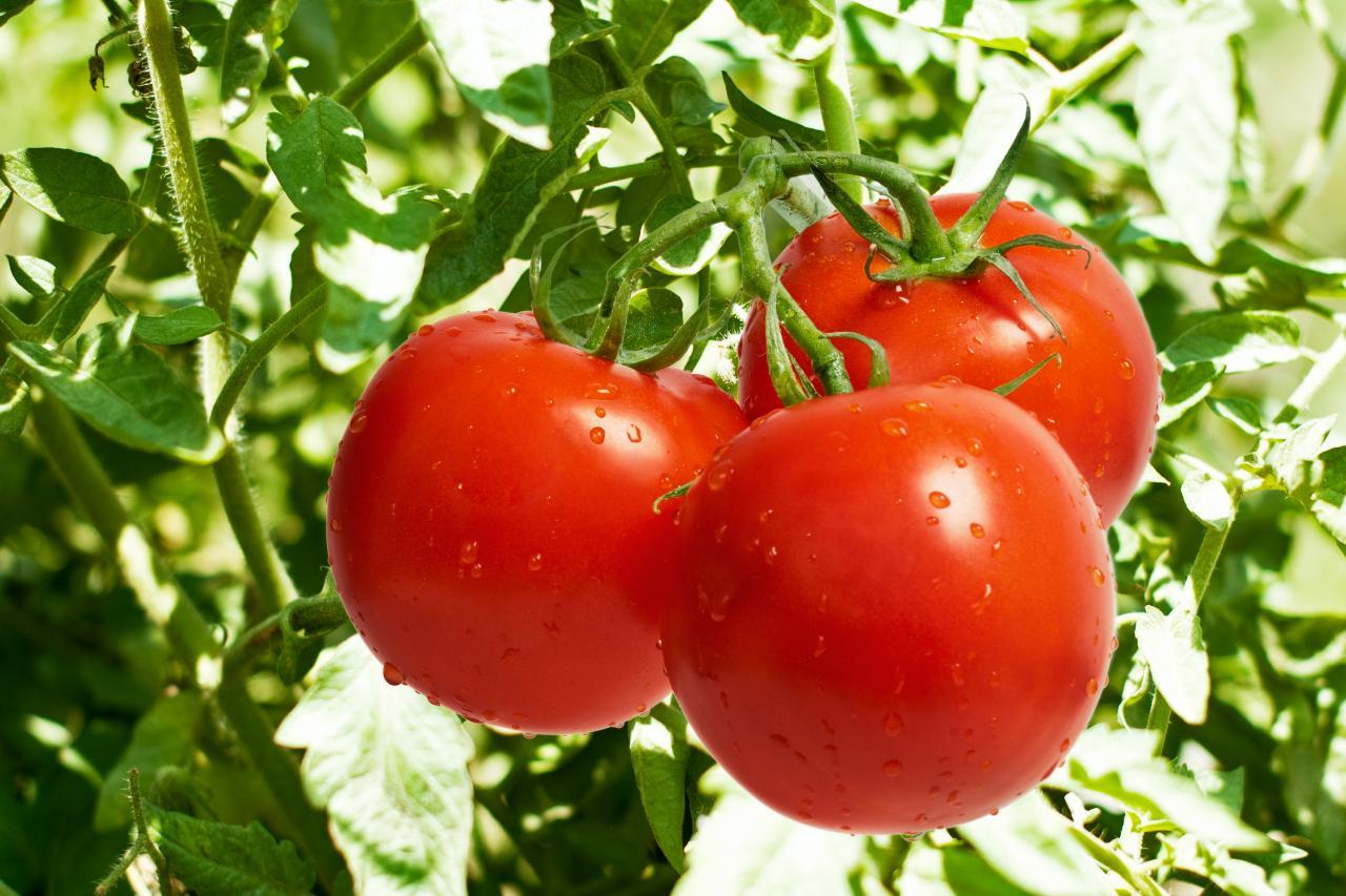 کود شیمیایی سفید برای گوجه فرنگی