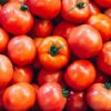 برنامه کود دهی گوجه فرنگی فضای باز