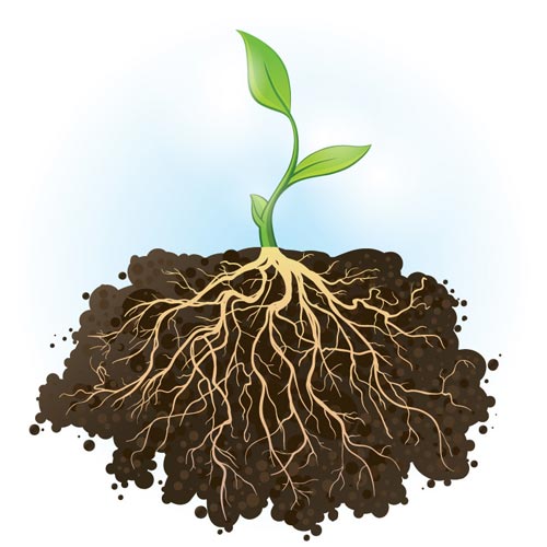 برای ریشه زدن گیاه چه کنیم