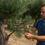 علت میوه ندادن درخت زیتون