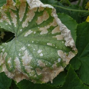 درمان مسمومیت با کود شیمیایی